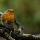 Little Robin