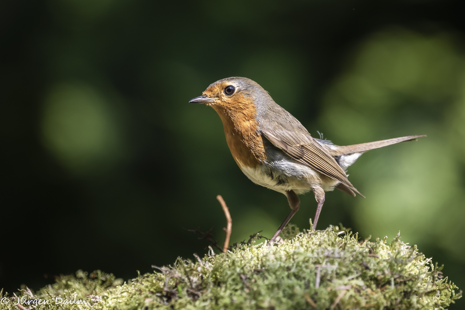 Little Robin