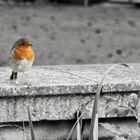 Little Robin Redbreast