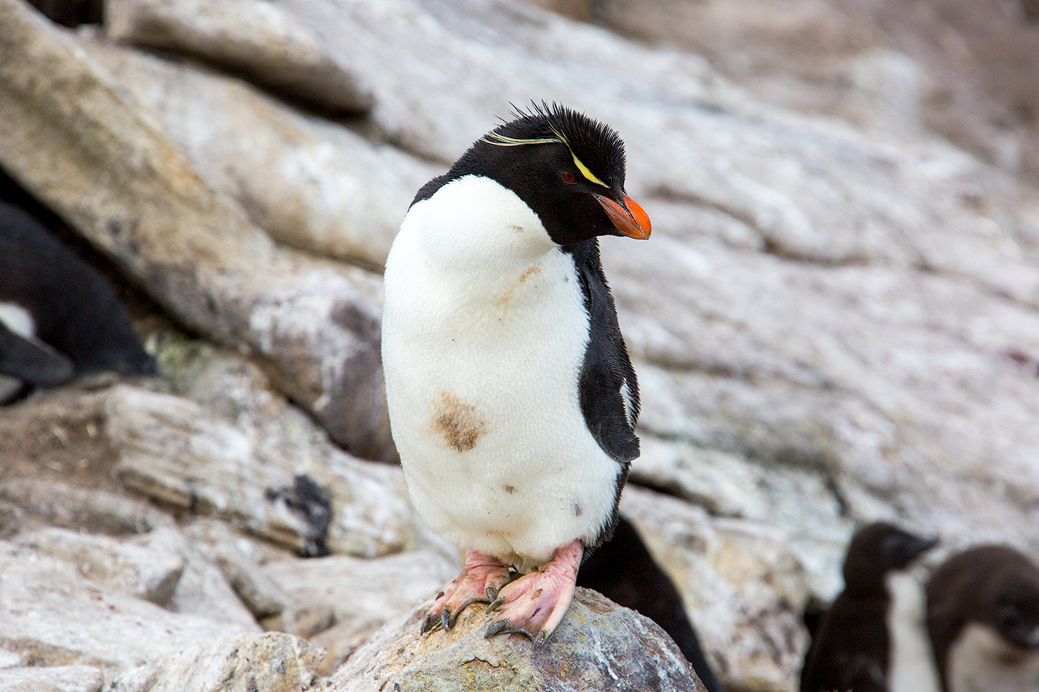 Little Rockhopper