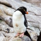 Little Rockhopper