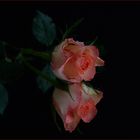 little rose ...*