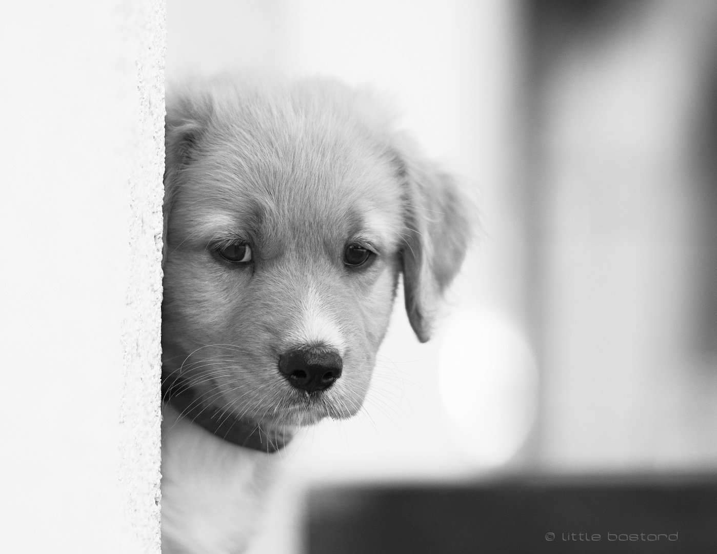 little sad dog