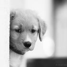 little sad dog