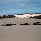 Little Sahara auf Kangaroo Island