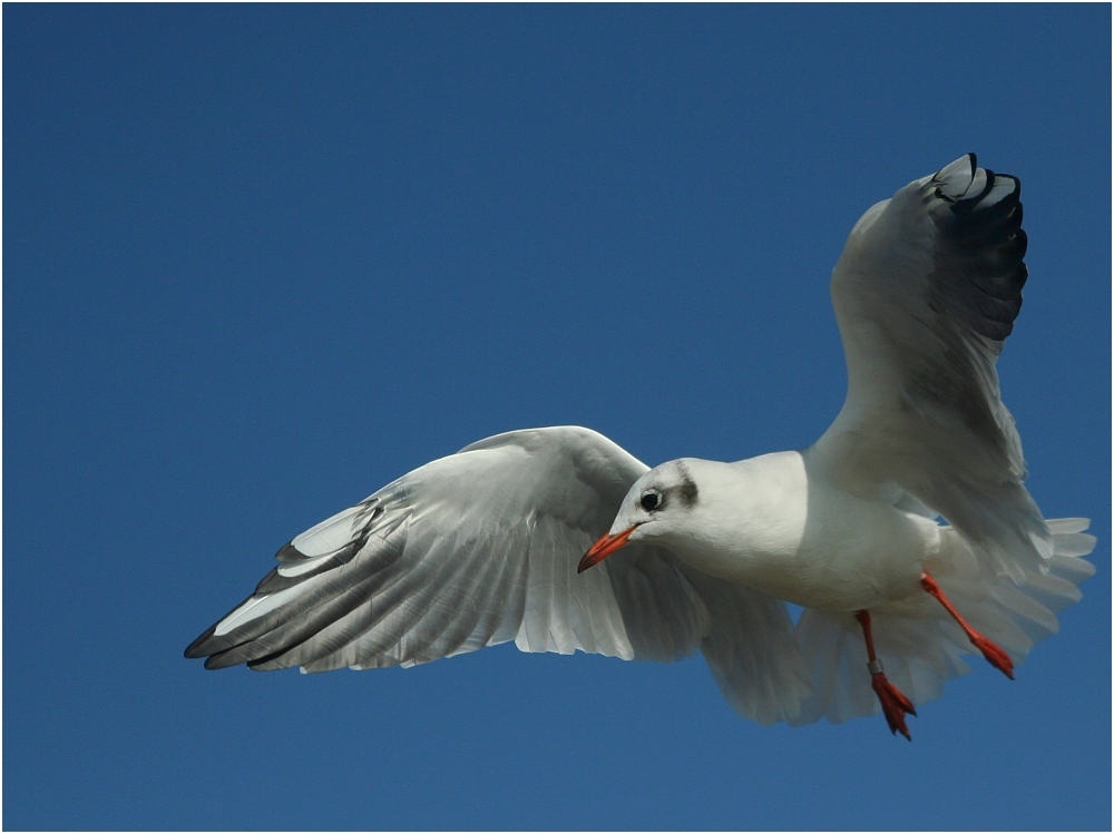 ... little saturday seagull ... / ... petite mouette samedi ...