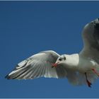 ... little saturday seagull ... / ... petite mouette samedi ...