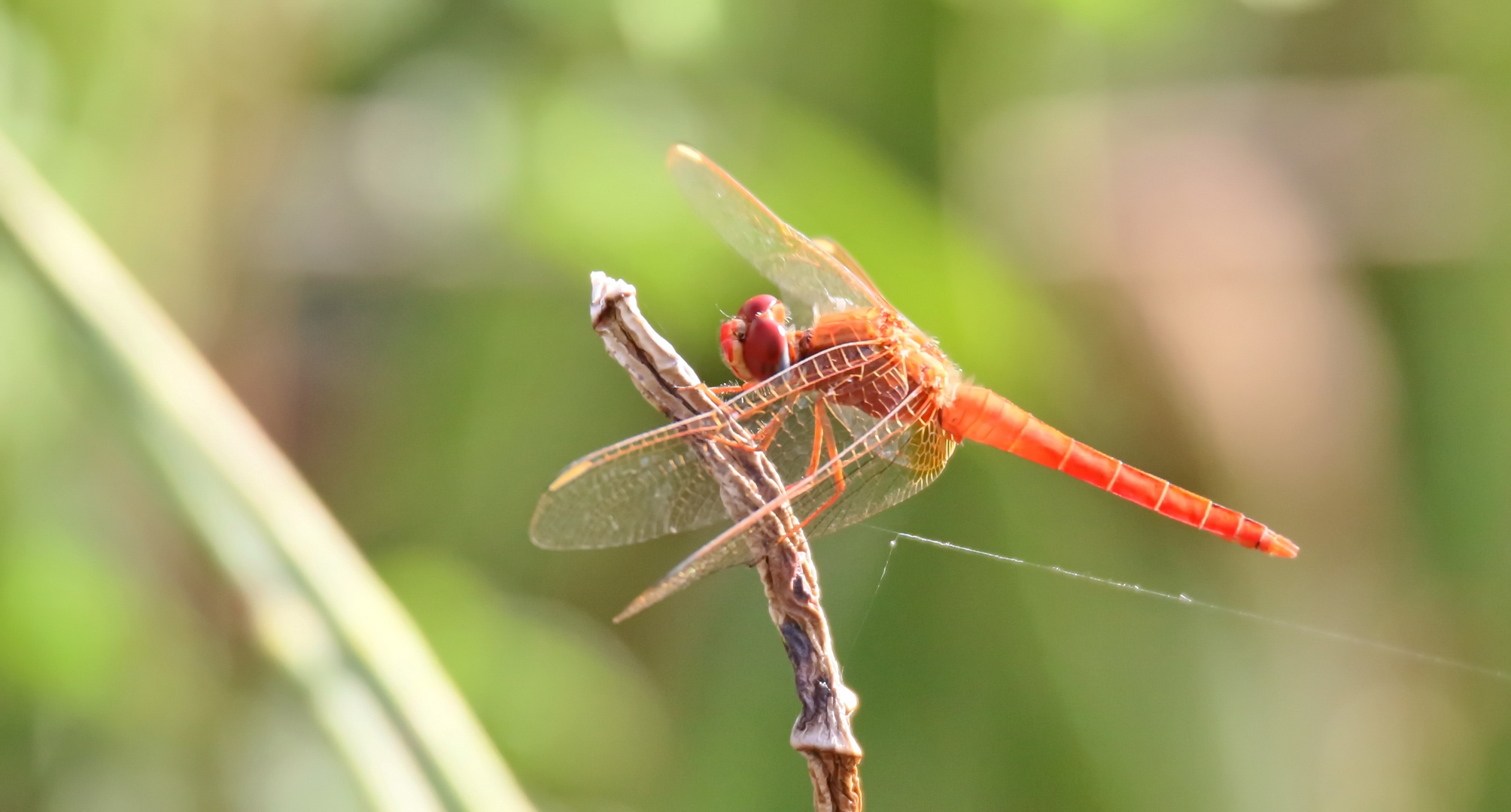 Little Scarlet (Crocothemis sanguinolenta)