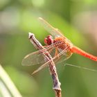 Little Scarlet (Crocothemis sanguinolenta)