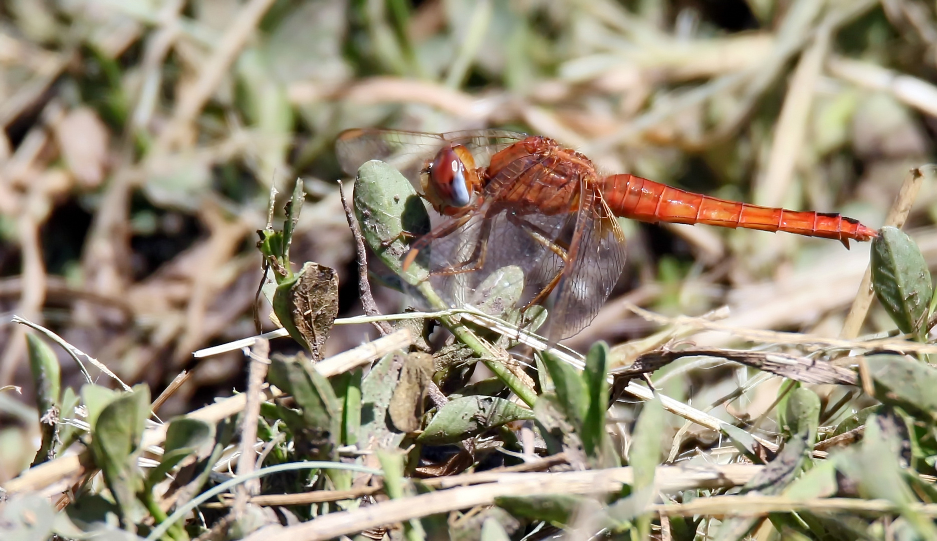 Little Scarlet,(Crocothemis sanguinolenta),Weibchen