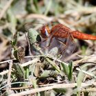 Little Scarlet,(Crocothemis sanguinolenta),Weibchen