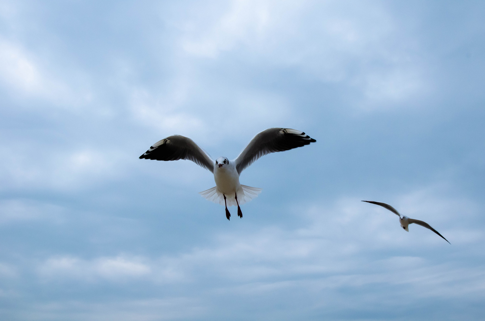 Little Seagull