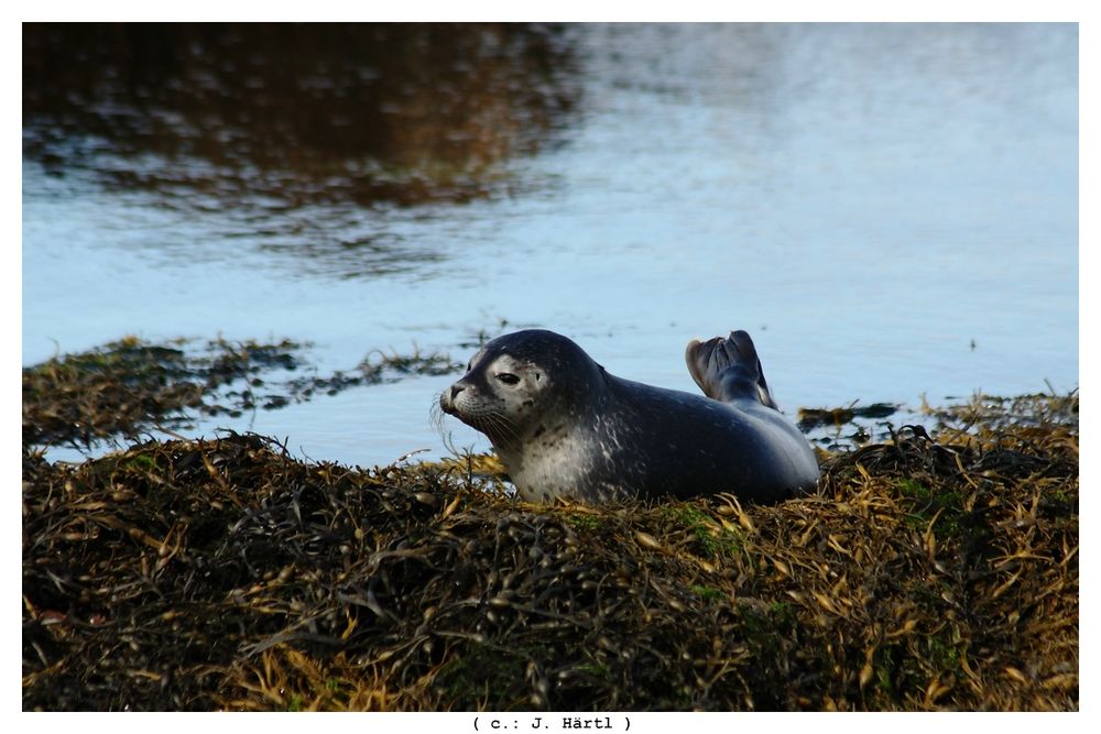 little seal