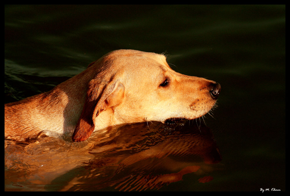 ~ little seal ~