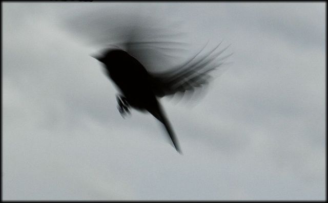 Little shadow bird / Kleiner Schattenvogel