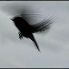 Little shadow bird / Kleiner Schattenvogel