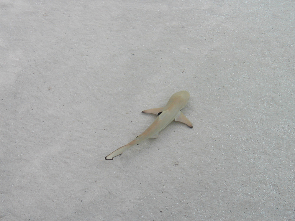 little shark from maldives
