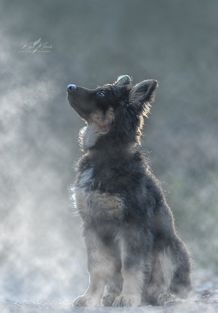 Little Shiva in Fog