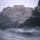 Little Skellig, die Vogelinsel