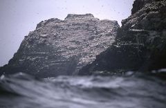 Little Skellig, die Vogelinsel