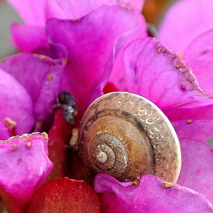 little snail