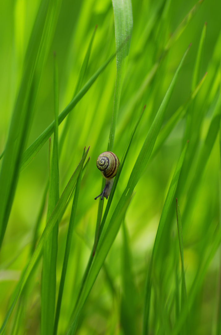 Little Snail