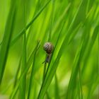 Little Snail