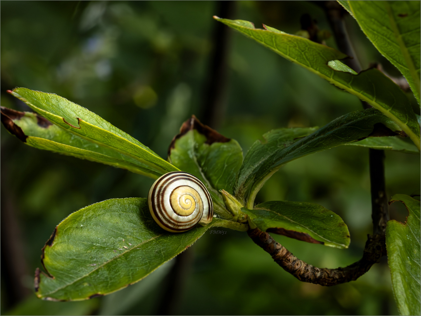 Little Snail's Feast