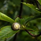 Little Snail's Feast