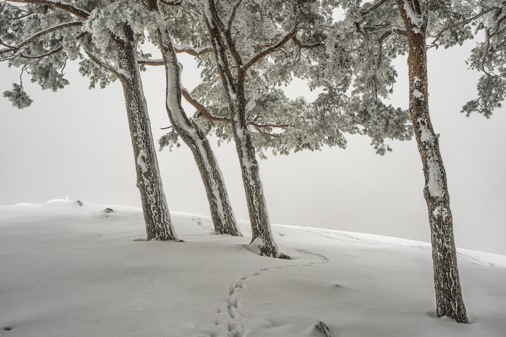 Little snowman's walk