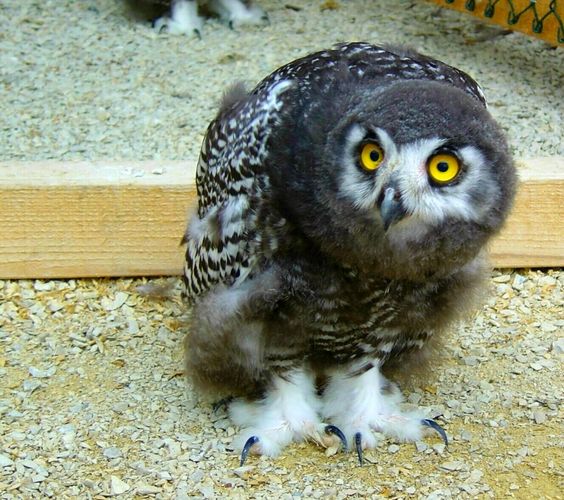 Little Snowy-Owl