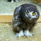 Little Snowy-Owl