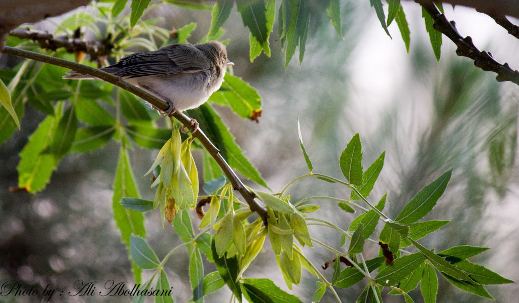 little songbird