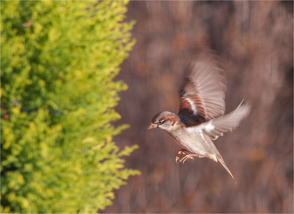 Little Sparrow