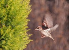 Little Sparrow