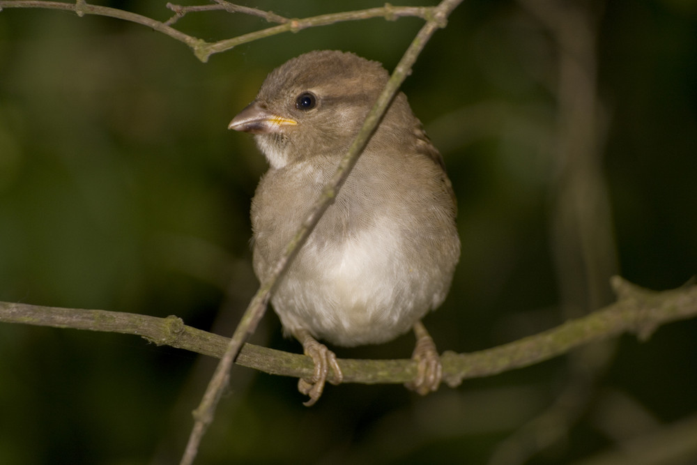 little sparrow