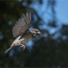 Little sparrow flying by