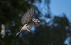 Little sparrow flying by