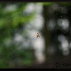 little spider