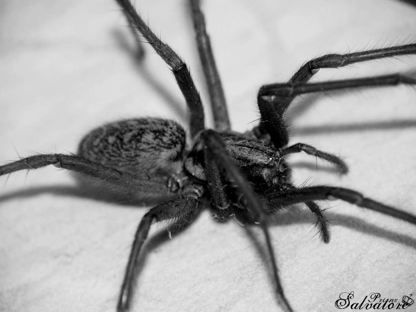 "Little" Spider