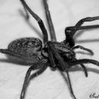 "Little" Spider