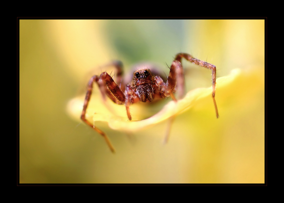 Little Spider