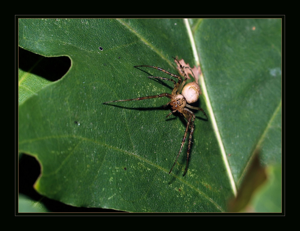 Little Spider