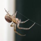 Little spider in my back-garden...