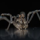 Little spider (Weberknecht)