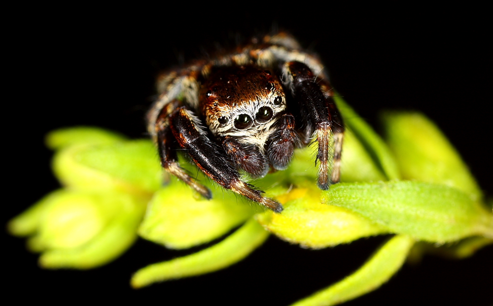 Little spider with lot of eyes :)