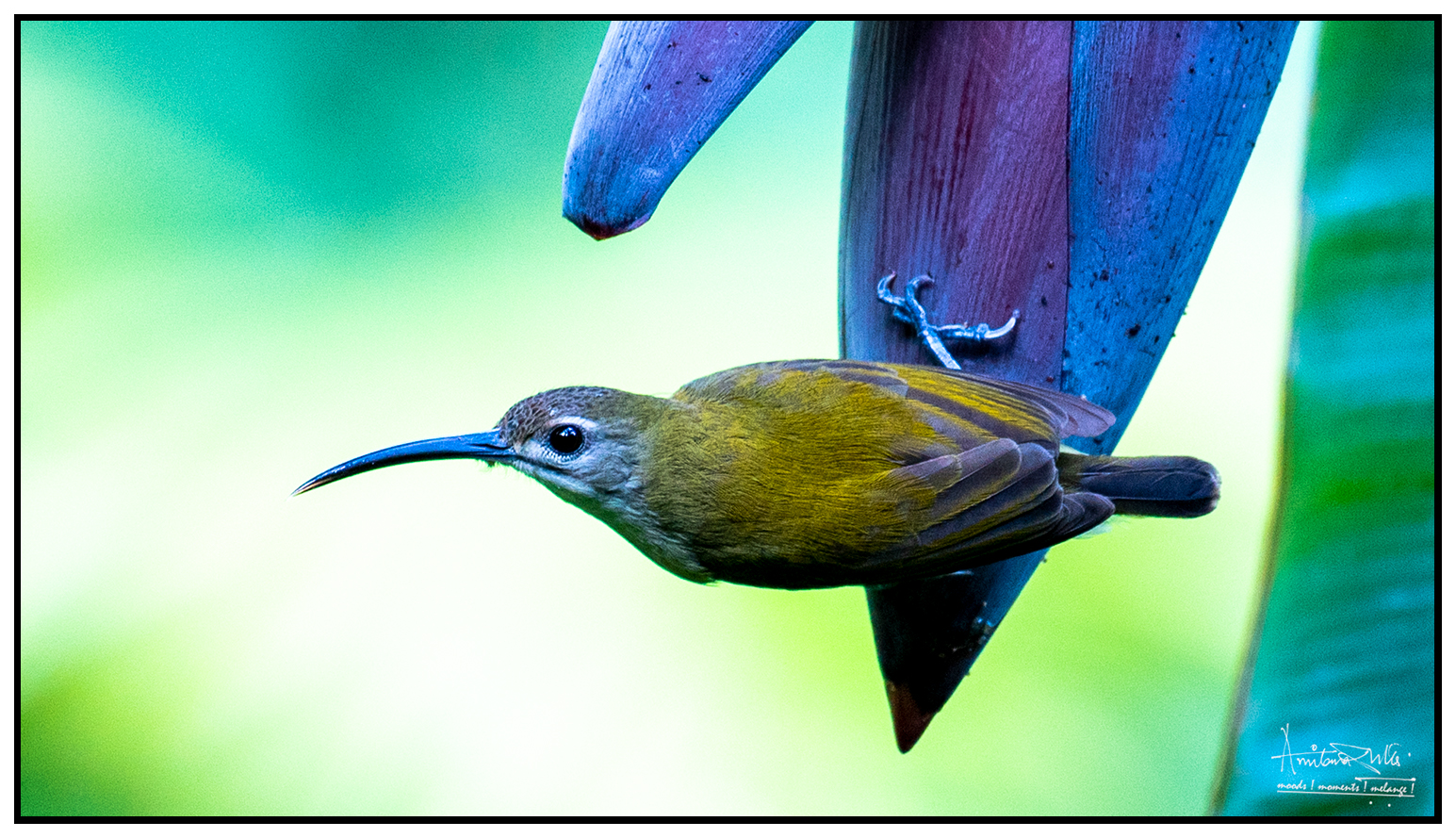 Little Spiderhunter  AD1_7209