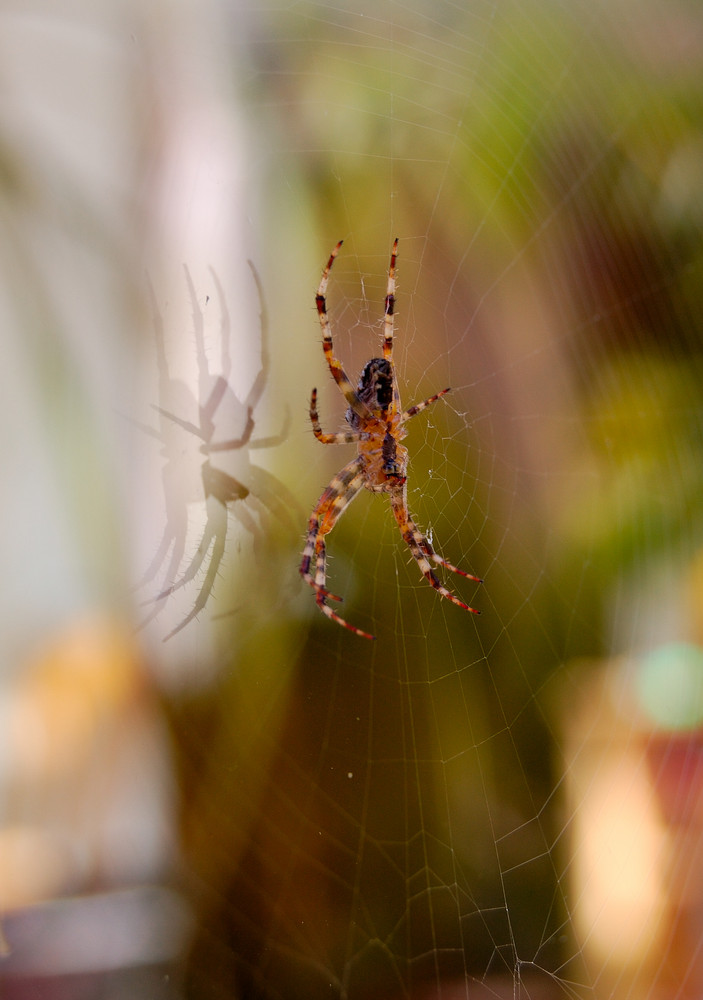 Little-Spiderman@Home