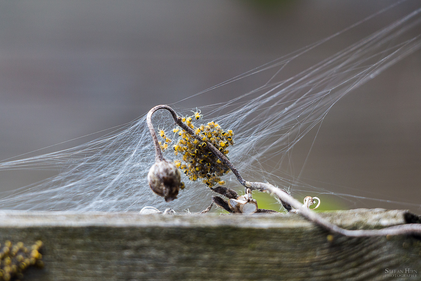 Little Spiders