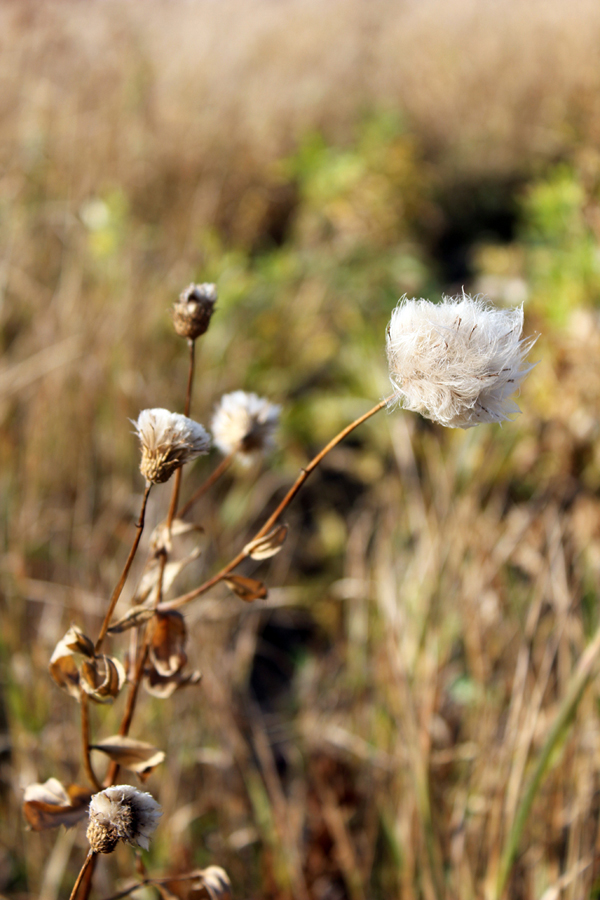 Little sprig